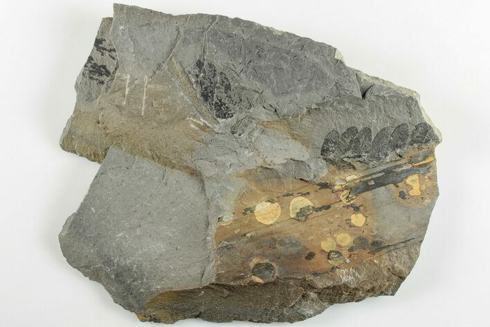 Pennsylvanian Fossil Fern (Neuropteris) Plate - Kentucky #201730